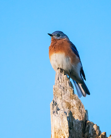 Eastern bluebird (female)
