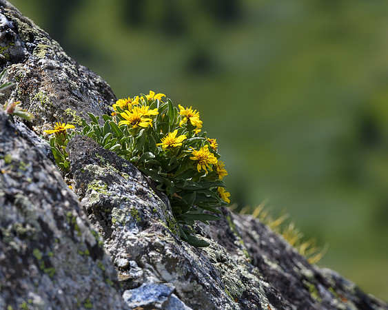 Arrowroot balsomleaf, Cottonwood Pass