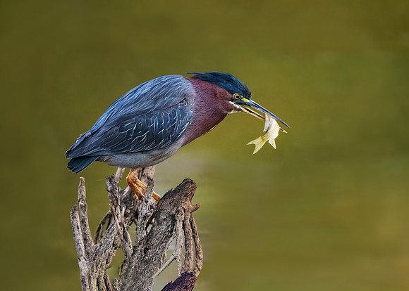 Green heron