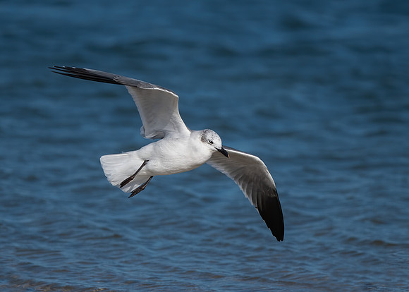 Common tern