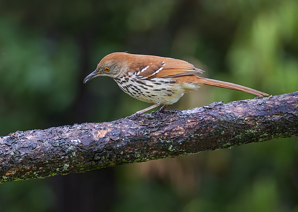 Brown thrasher