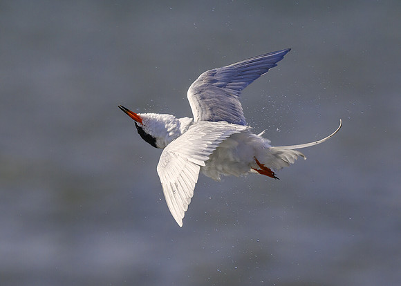 Common tern