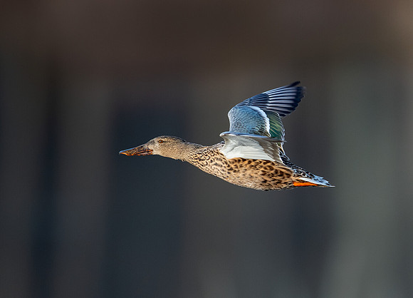 Northern shoveler (female)