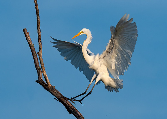 Great egret