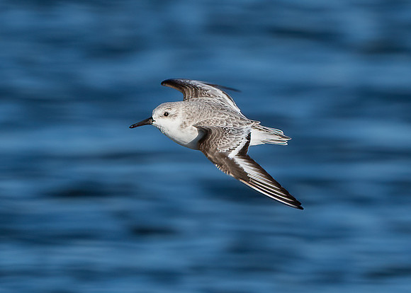 Sanderling