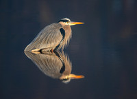 Great blue heron on a cold winter day