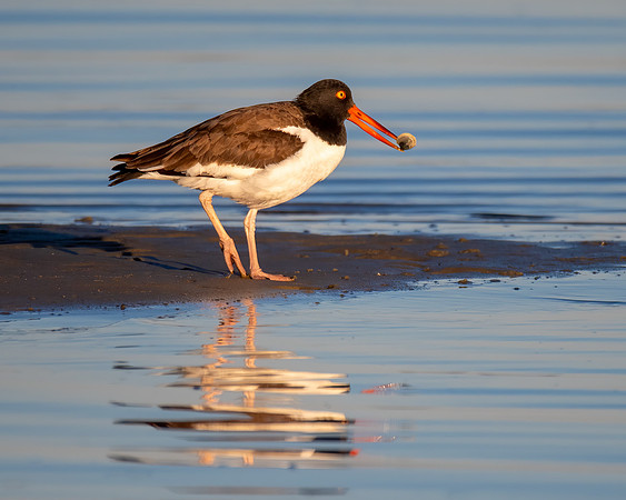 American oystercatcher, living up to its name