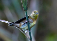Lesser goldfinch (female)