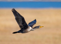 Double-crested cormorant