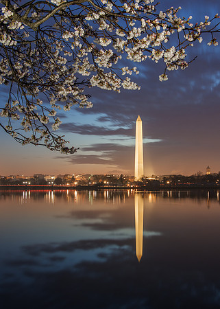 Cherry blossoms