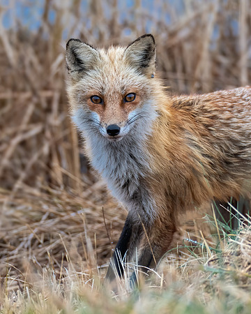 Red fox