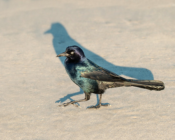 Grackle