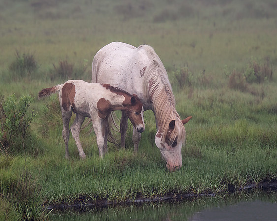Chincoteague ponies
