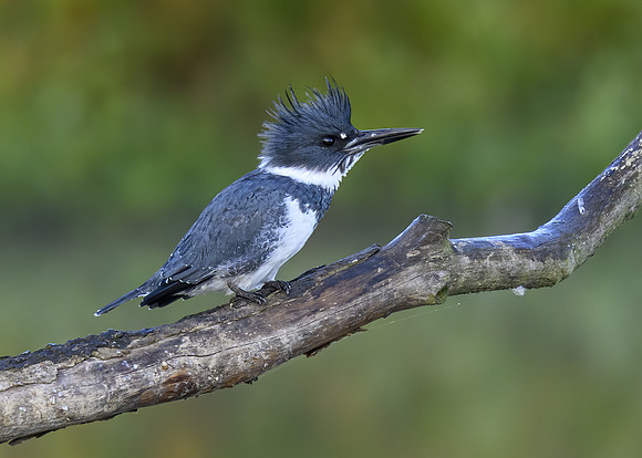 Belted kingfisher