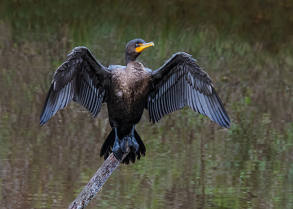 Double-crested cormorant