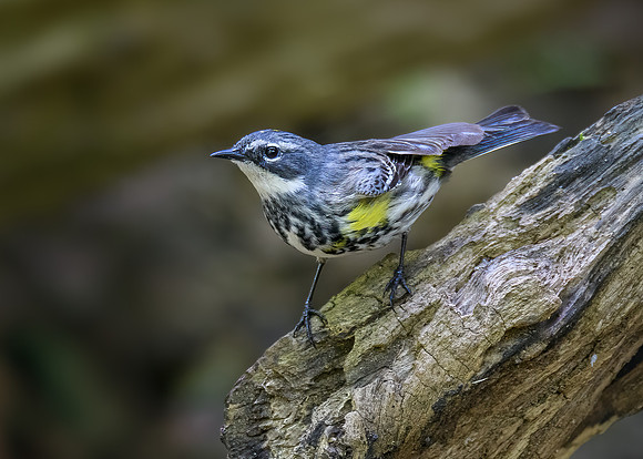 Yellow-rumped warbler