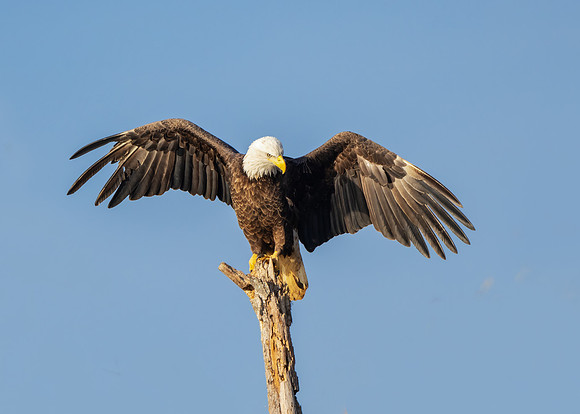 Bald eagle