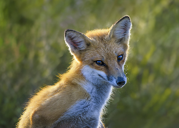 Young fox
