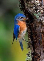 Eastern bluebird (male)