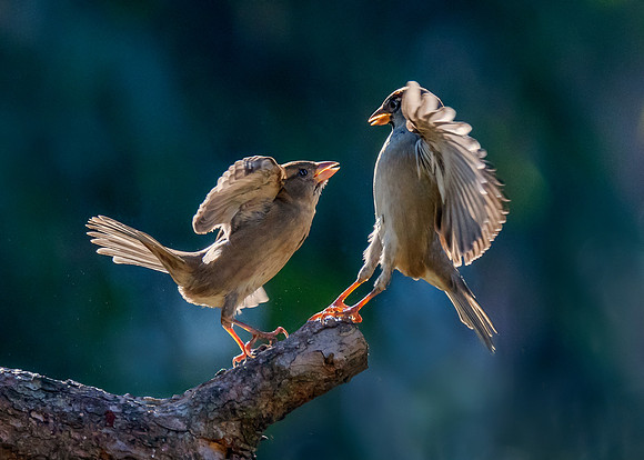 Sparrow Social Distancing