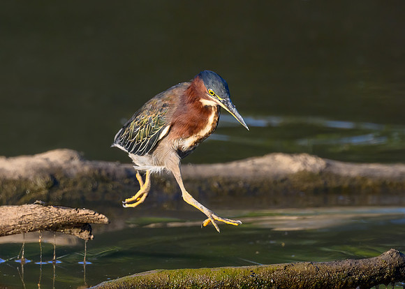 Green heron