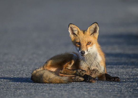 Young fox