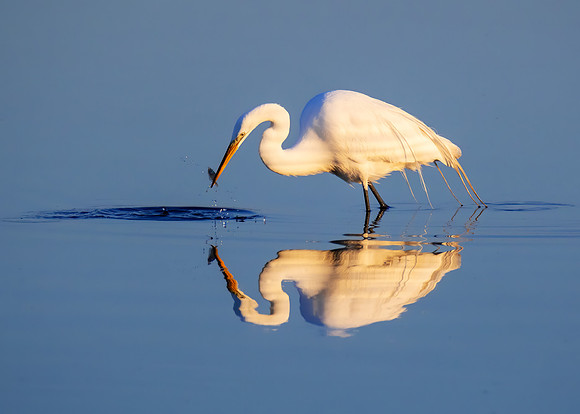 Great egret fishing