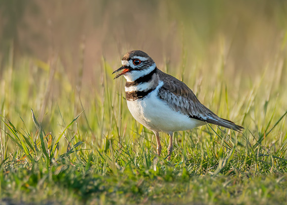 Killdeer