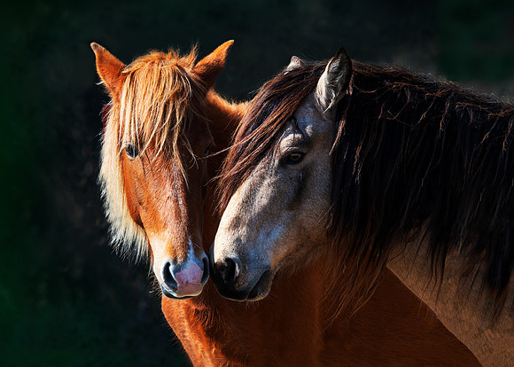 Two ponies