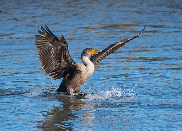 Double-crested cormorant