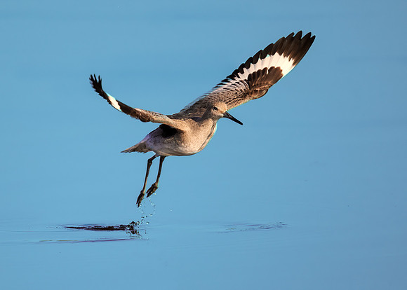 Willet