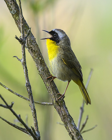 Common yellowthroat