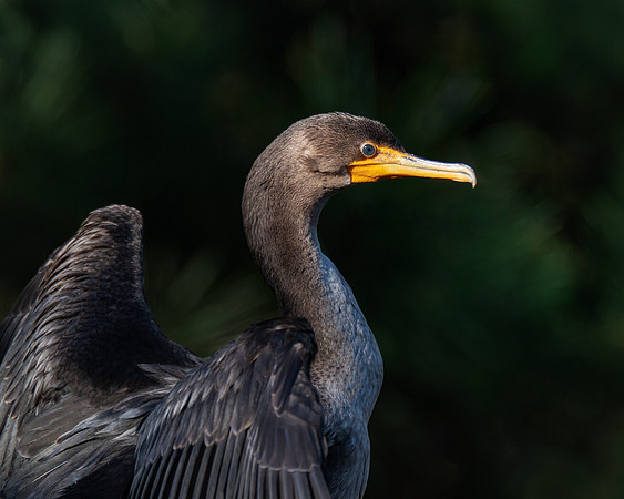 Double-crested cormorant