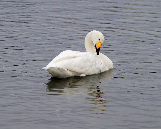 Tundra swan, Reykjavik