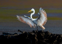 Great egret