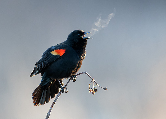 Red-winged blackbird on a cold winter day