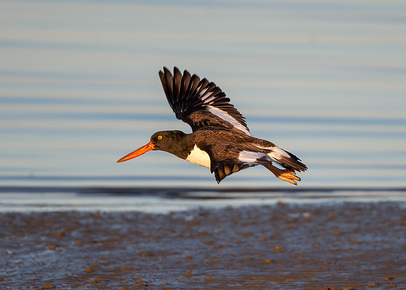 American oystercatcher