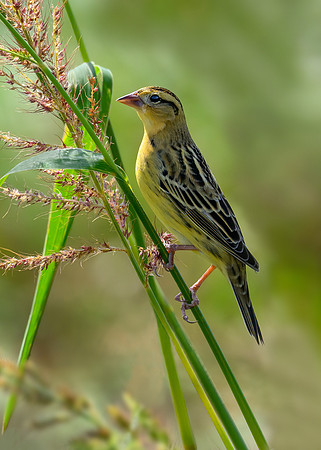 Bobolink