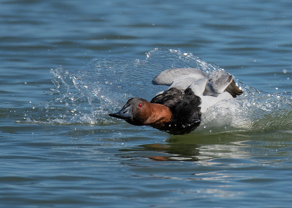 Canvasback