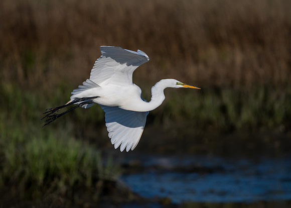 Great egret