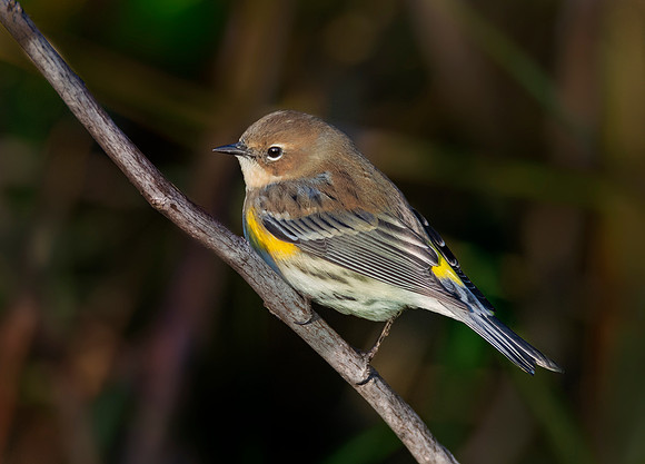 Cape May warbler