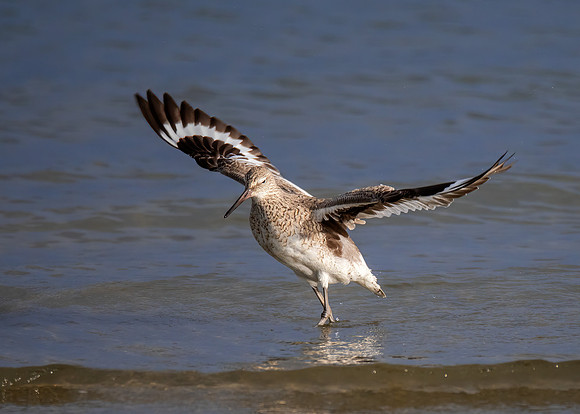 Willet