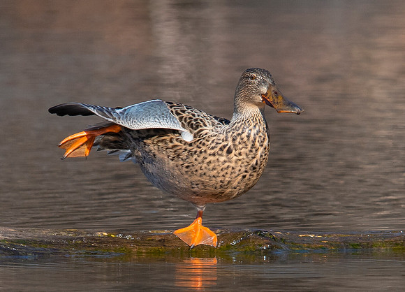 Shoveler arabesque