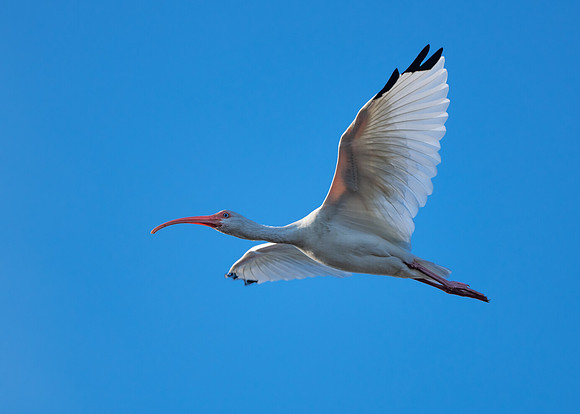 White ibis