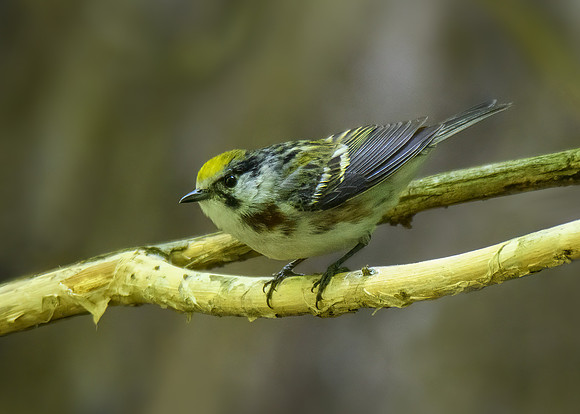 Chestnut-sided warbler (v2)