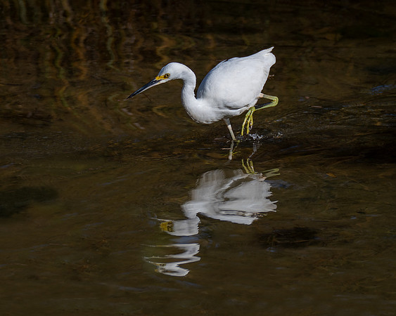 Snowy egret hunting for fish