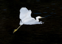 Snowy egret