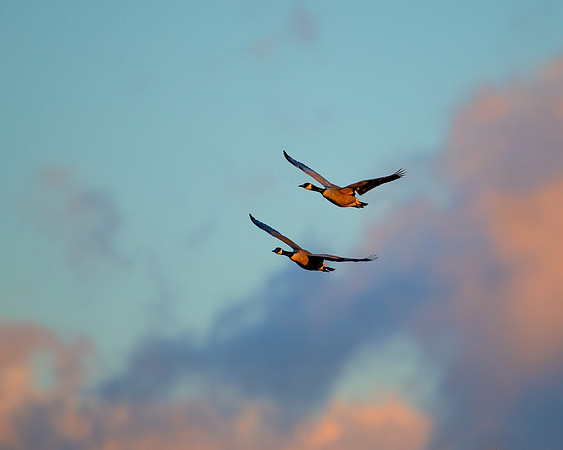 Canada geese at sunrise