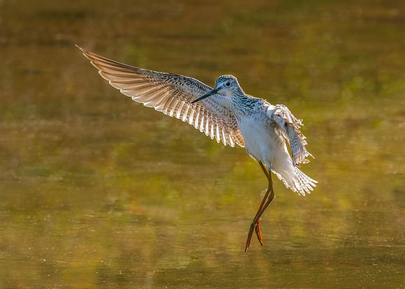 Greater yellowlegs